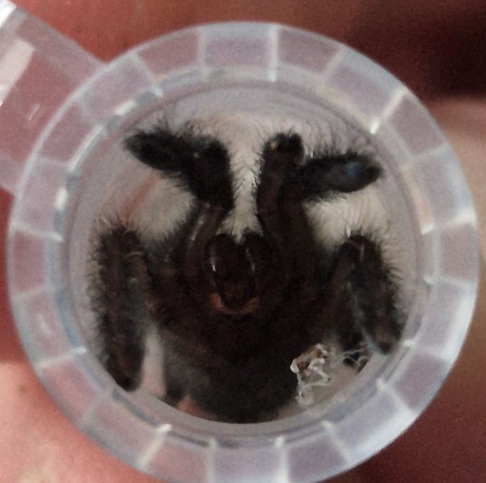 Phormingochilus (ex.Cyriopagopus] sp. hatihati L3/4