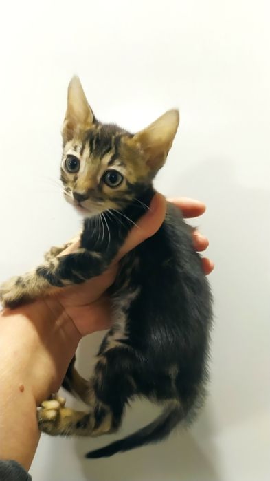 Бенгальская малышка