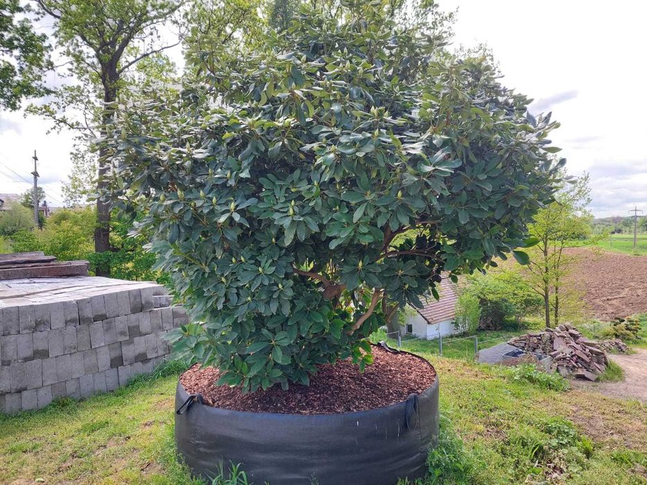 Rhododendron, różanecznik