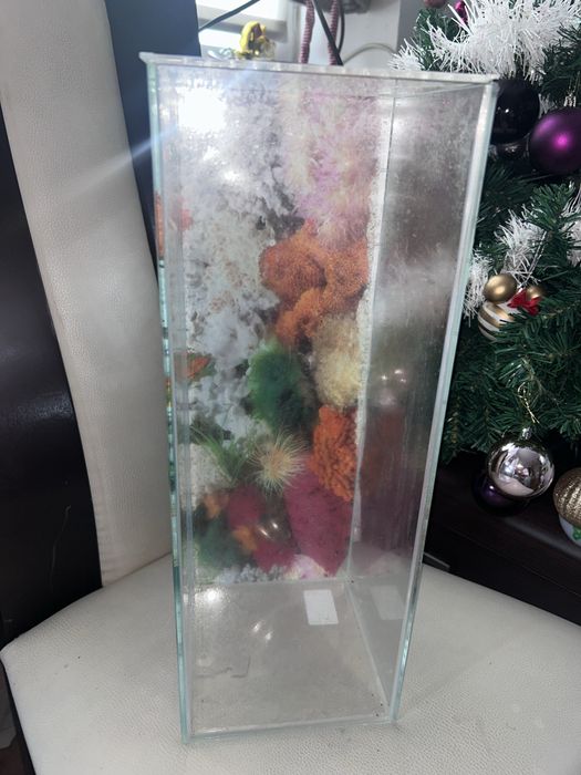 Terrarium dla modliszki