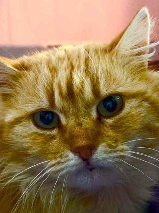 Рудий котик, рижий котик