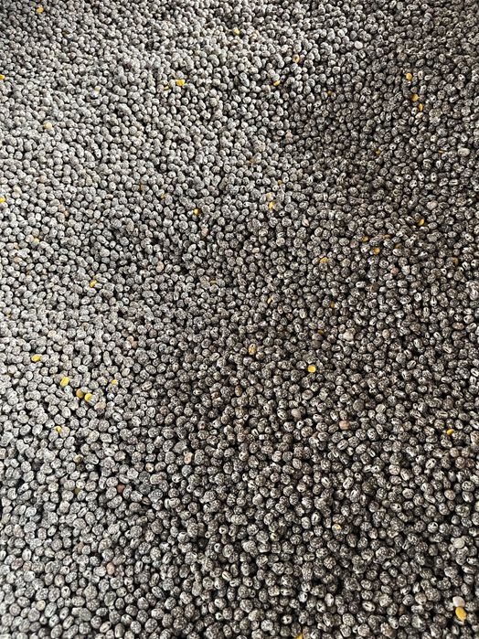 Łubin ekologiczny z certyfikatem wąskolistny