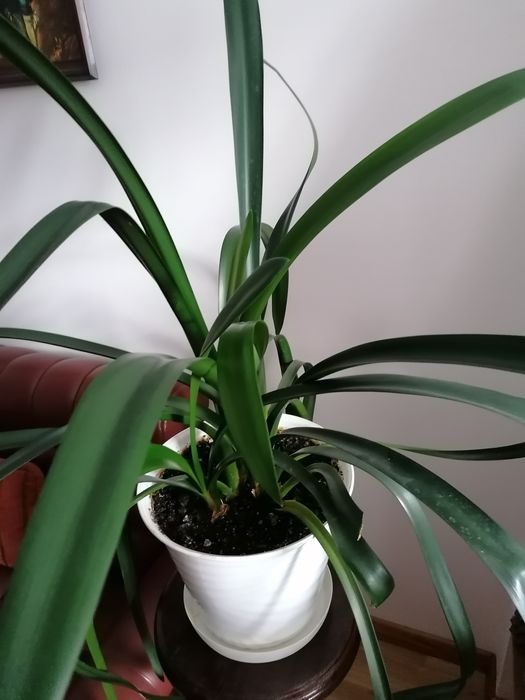 Kwiat doniczkowy kliwia wieloletnia duża- kwitnąca pomarańczowo