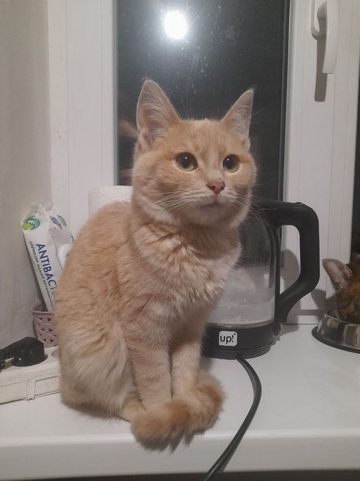 Котята отдам котенок мальчик