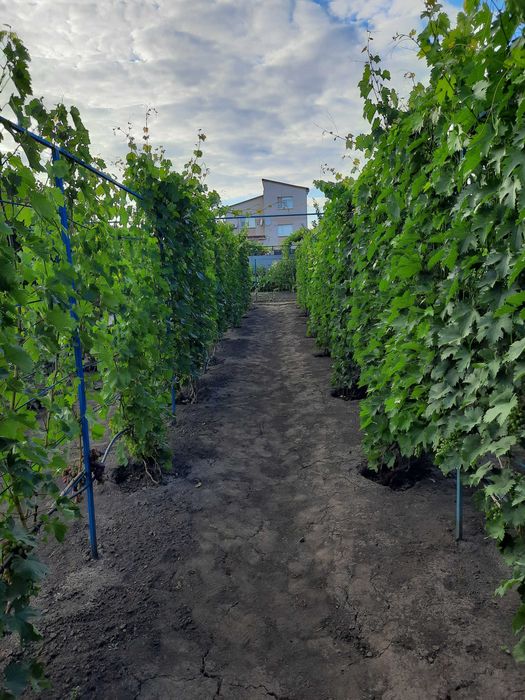 Черенки винограда