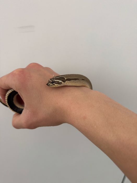 Heterodon zachodni Superconda | Samica 80g | Okazja!