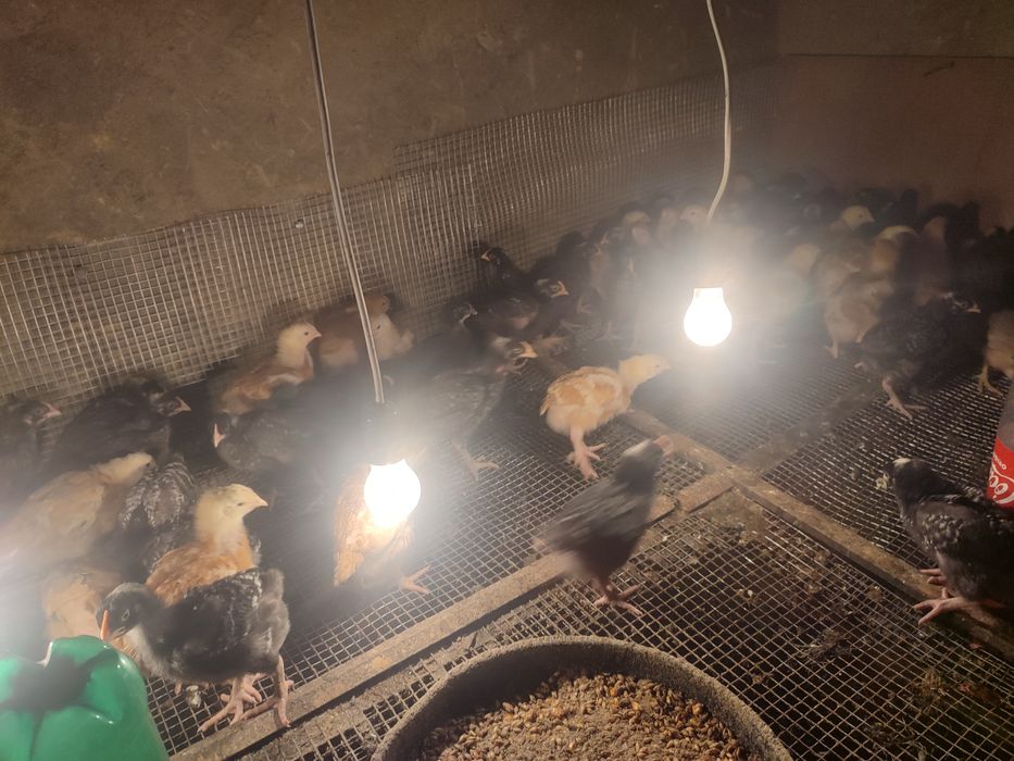Продам курчат разный породы