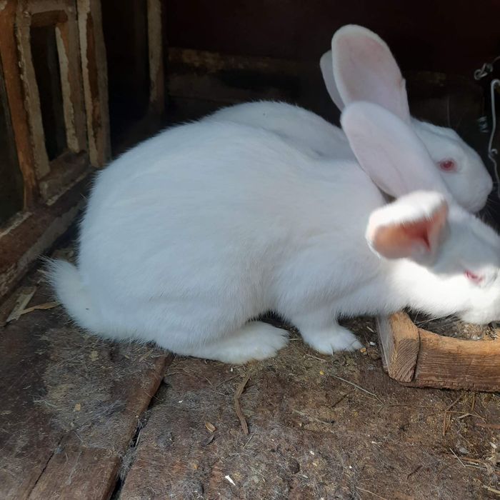 Кролик, кроленя. Рiзнi вiком