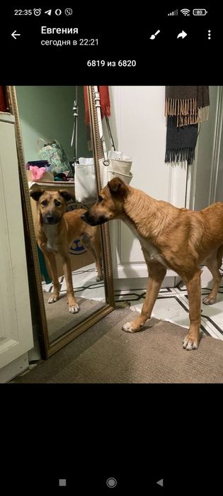 В поисках семьи очень добрый мальчик