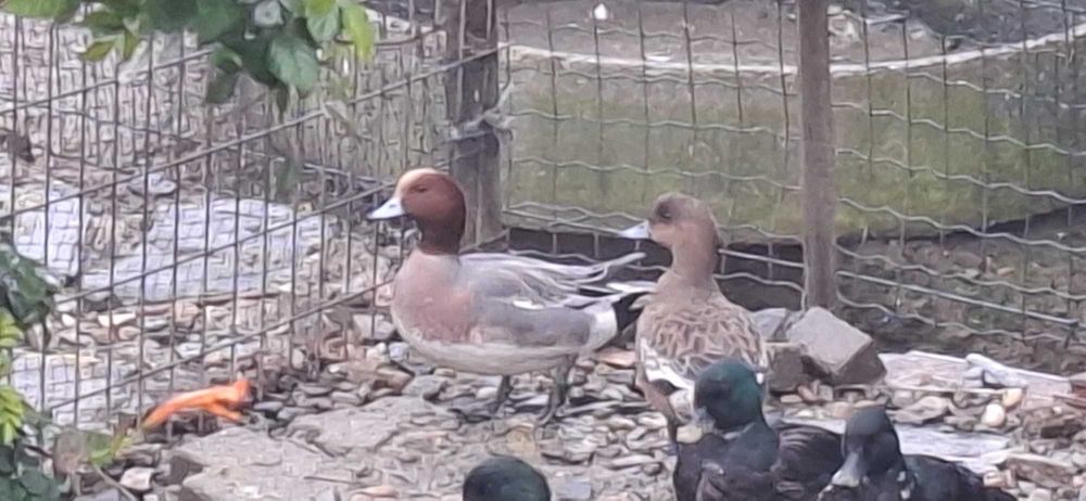 Galinhas patos garnizas perus fracas