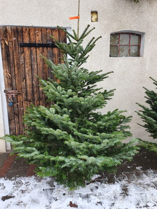 Jodła kaukaska choinka