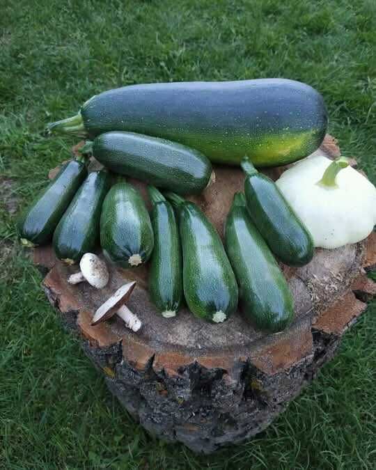 Приму в Дар овощи: кабачки, патисоны, перец, баклажаны, цукини.