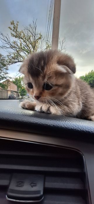 Срочно! Шотландский Золотой мальчик