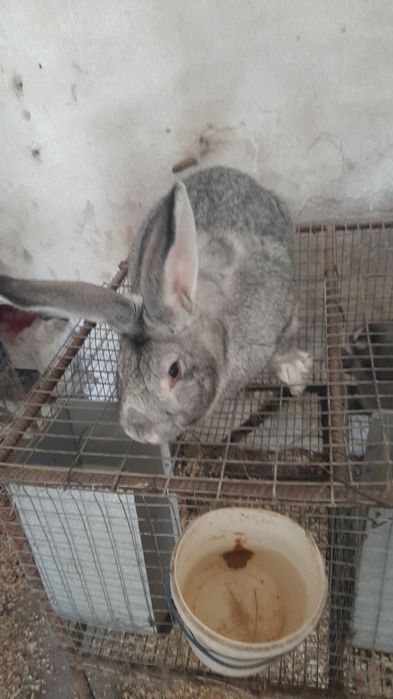 Продам робочого самця шиншилу