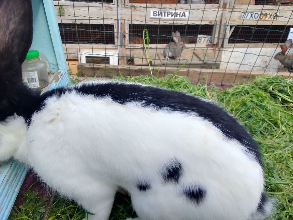 Німецький строкатий велетень.