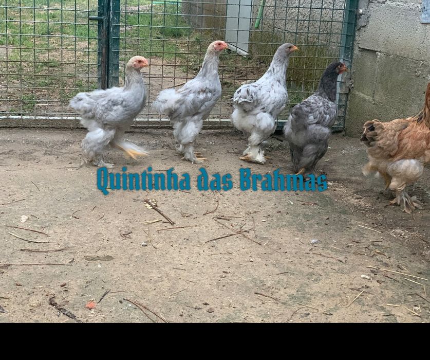 machos Brahma splash e azul