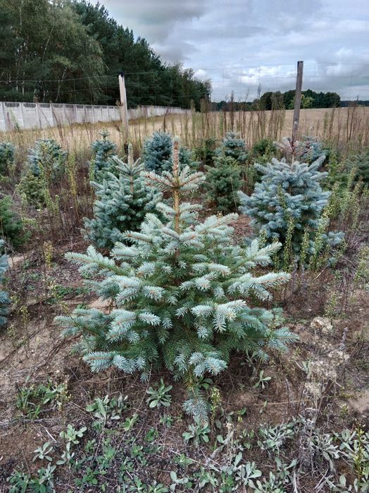 Świerk srebrny i pospolity formowane choinki hurt detal