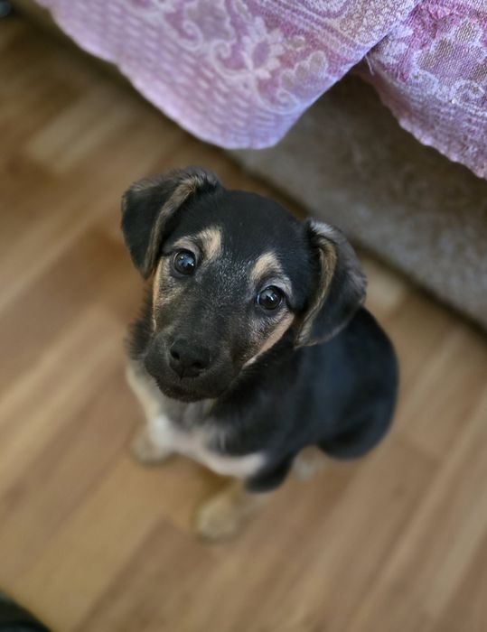 Цуценя в добрі ручки!