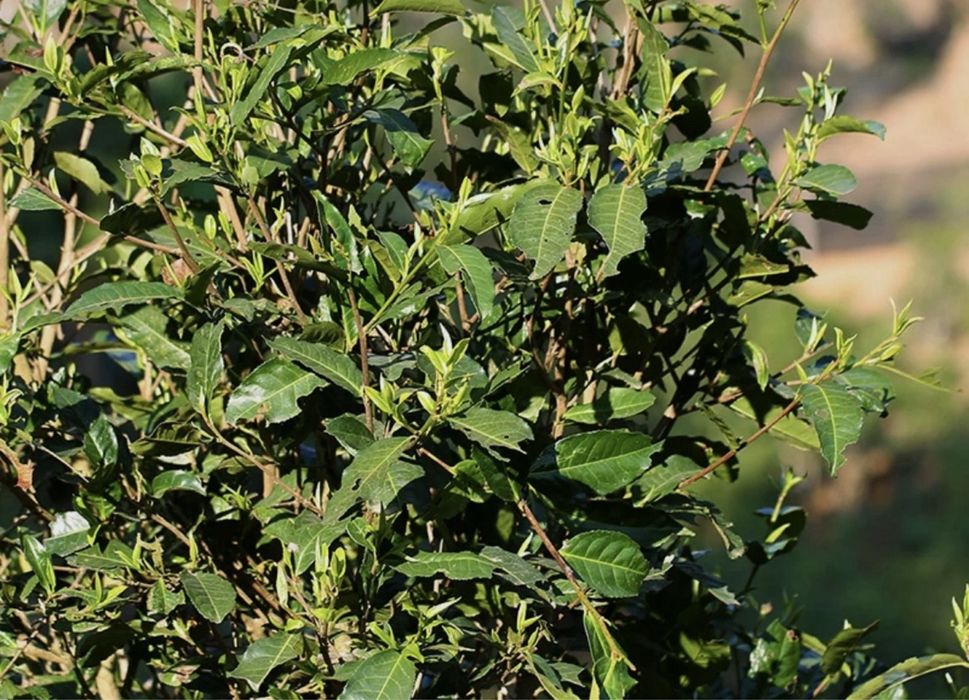 Чай Шу Пуэр «Цзинь Я» — Золотые Почки с Жёлтым Журавлем | 357 г