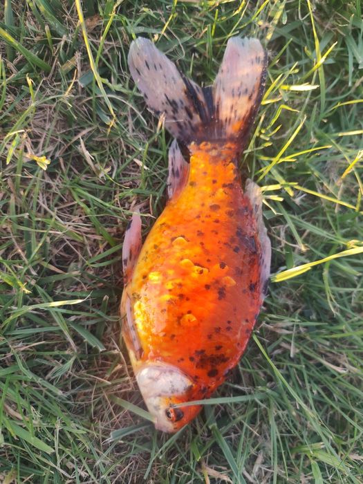 Domek letniskowy z łowiskiem. Całoroczny. 10km od Kwidzyna