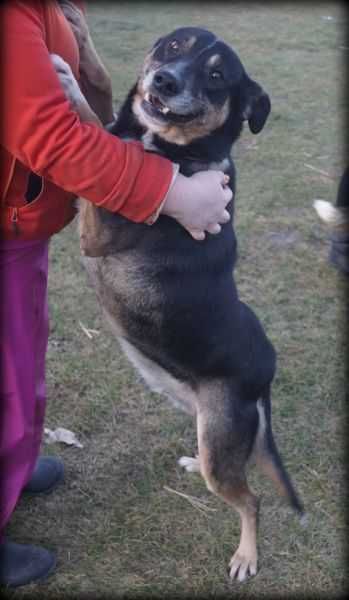 Nafi - duży, wesoły psiak szuka nowego domku