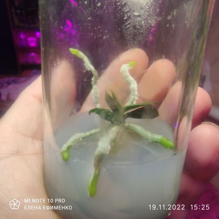 Середовище Черевченко.модифіковане середовище Кнудсона,фласка