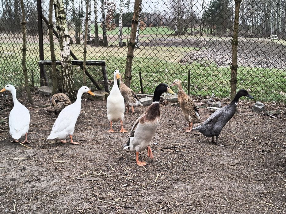 Jajka lęgowe kaczka bieguski , francuskiej, favorit