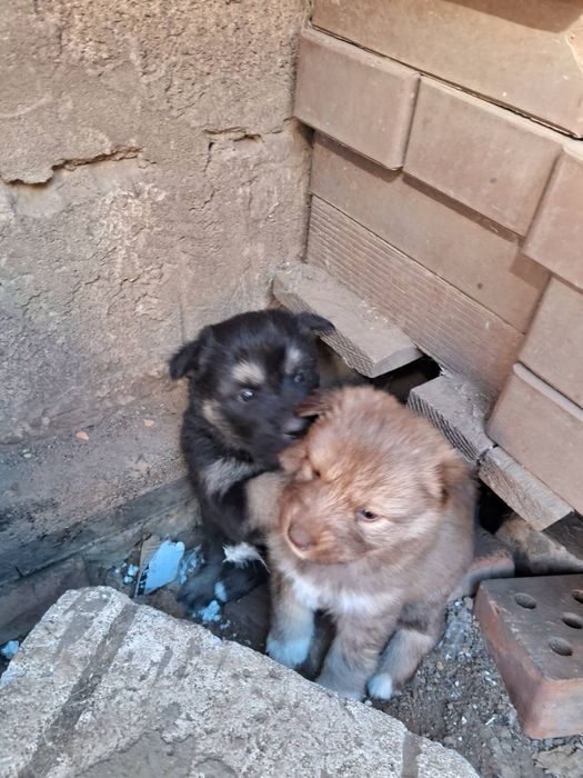 отдам бесплатно щенков хаски