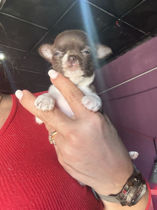 Menina  Chihuahua  lindissima “ de bolso.