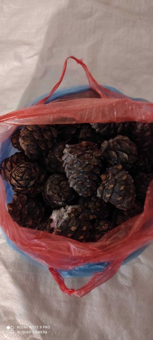 Кедрові шишки молочної стиглості заморожені