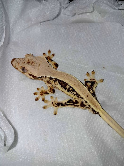 Gekon orzęsiony gekony orzęsione