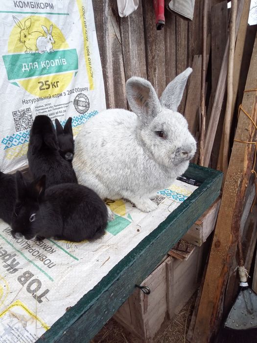 Європейське срібло