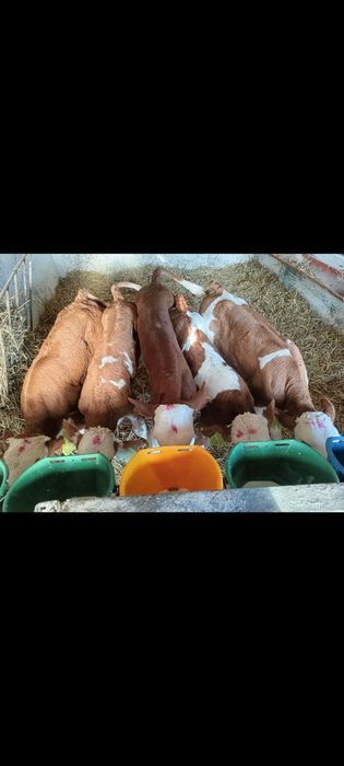 Cielęta mięsne i czarno białe