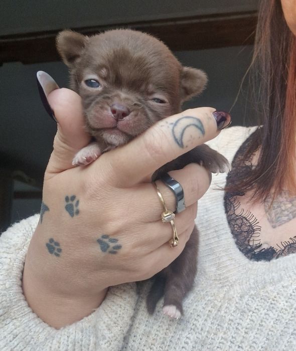 Czekoladowy piesek Chihuahua