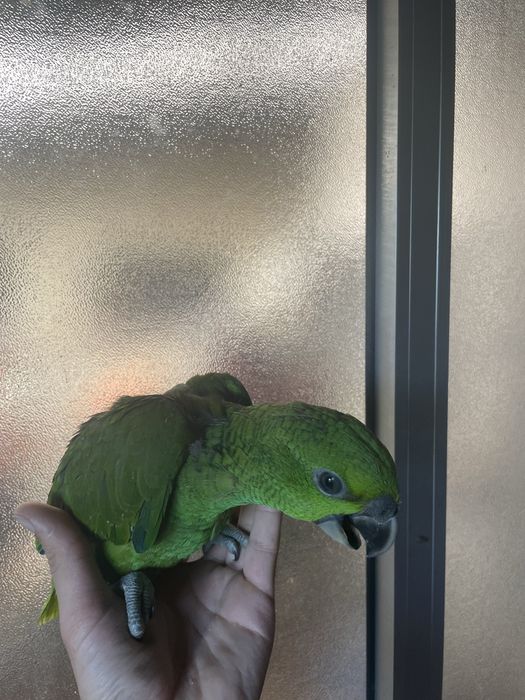 Papagaio Muito Meigo e Faladores