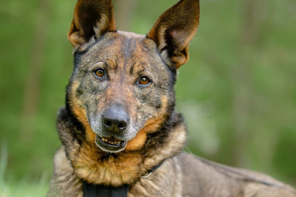 Przeuroczy Baster szuka wyjątkowego domu
