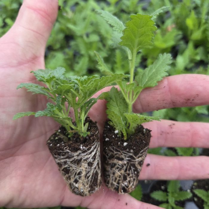 Черенок гвоздики та інших квітів