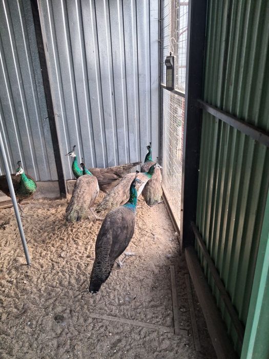 Paw pawie szmaragdowe samica