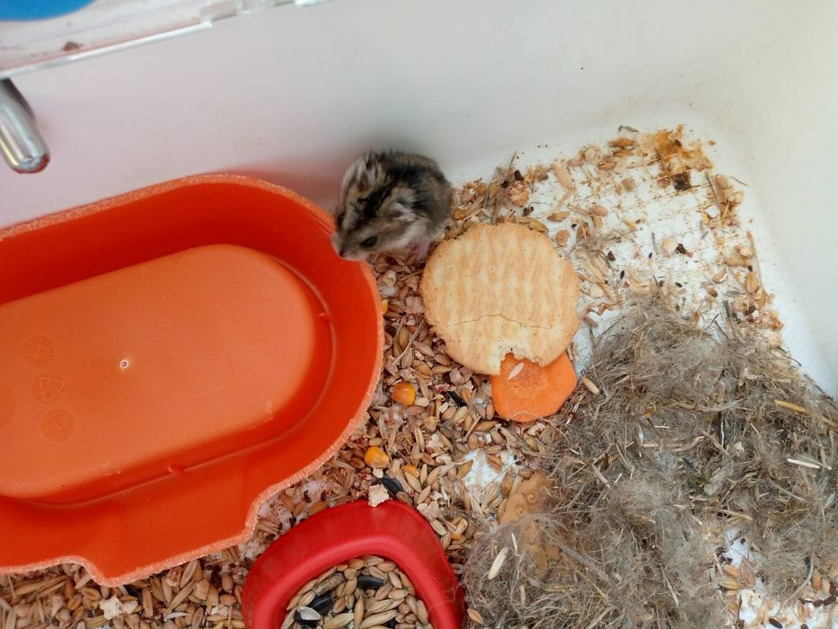 Хомячки Кременчуг