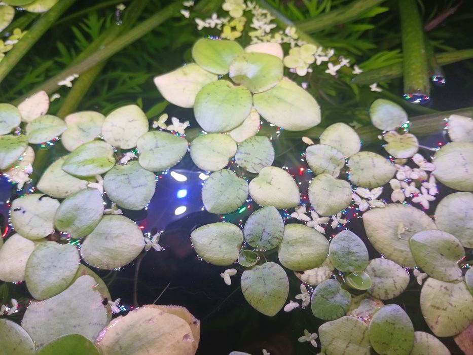Plantas para aquario