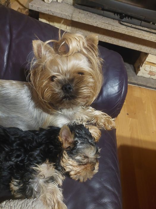 Yorkshire terrier