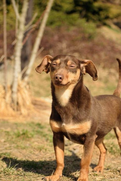 Tomasz - chętny do adopcji !