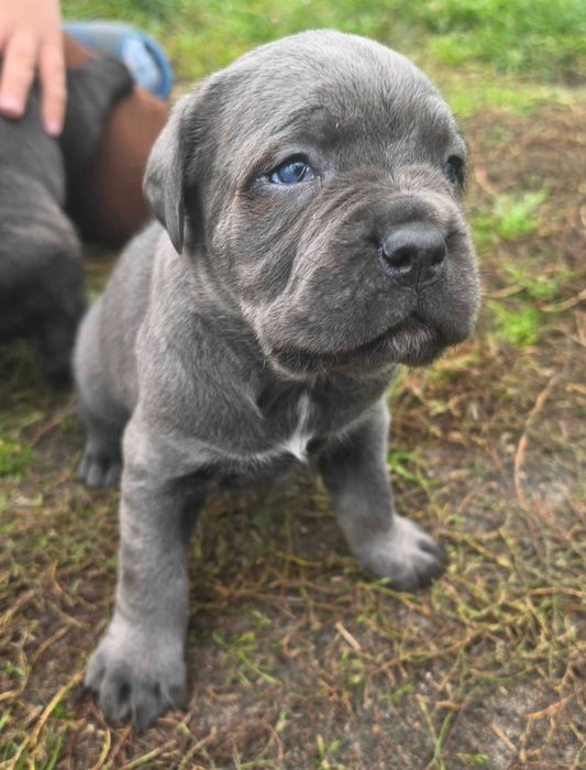 Cane Corso Szczeniaki