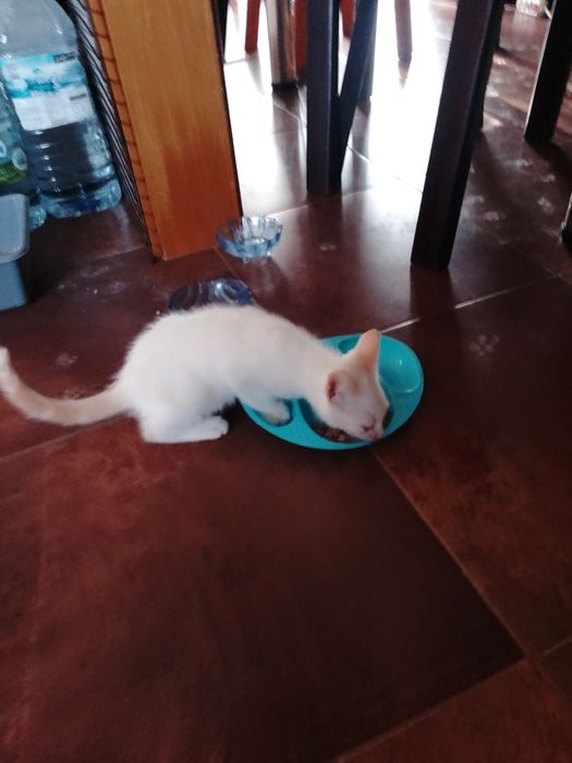 Dou gatinha , meiga e brincalhona.