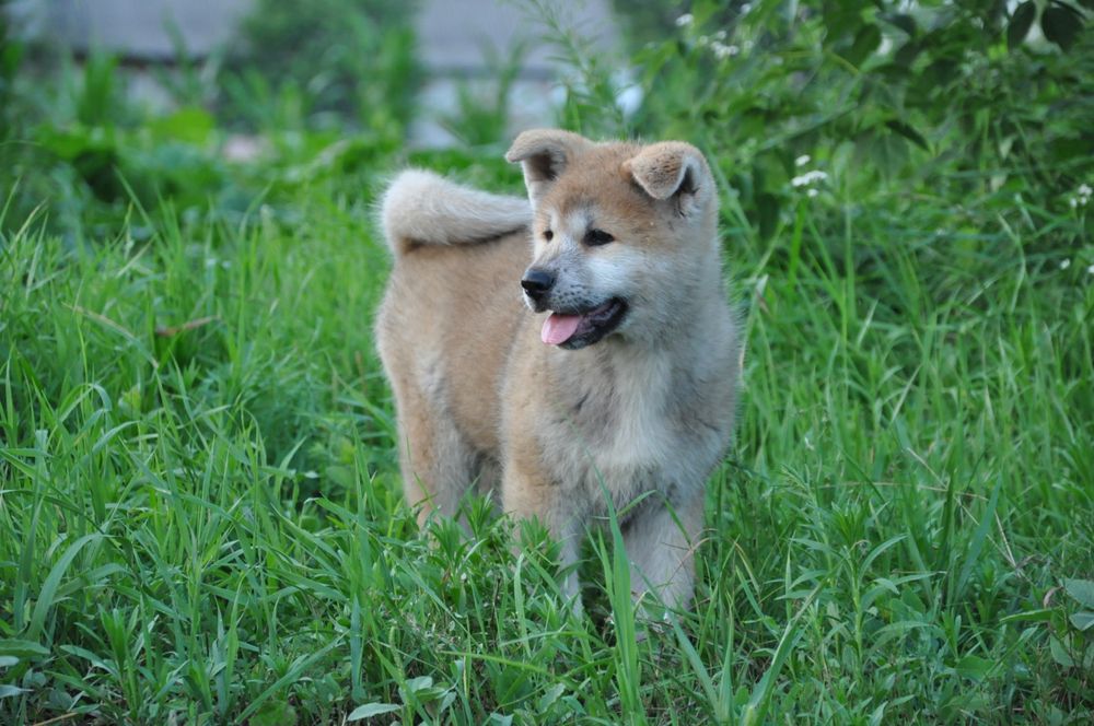 Дівчинка акіта іну японська акіта