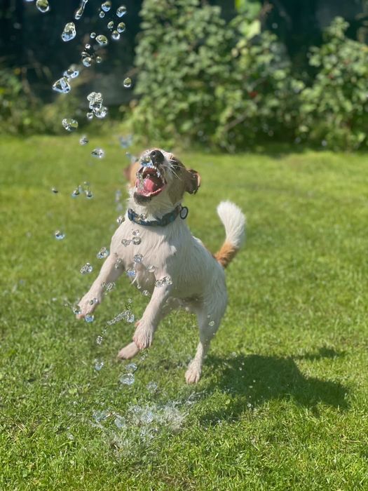 Вязка Джек рассел терьер