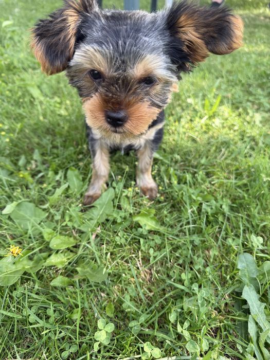 York shire terrier minuaturka