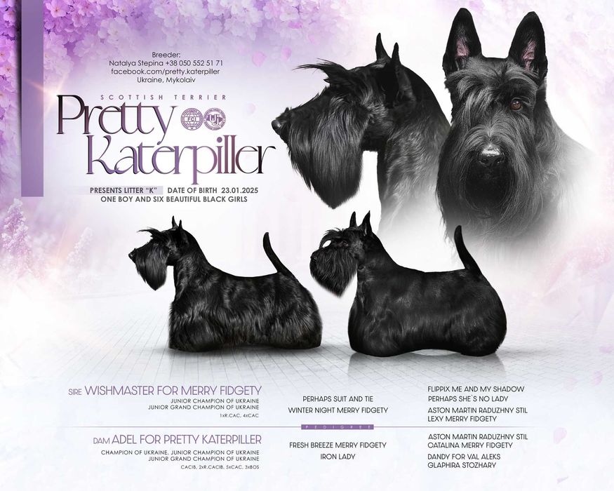 Цуценята шотландського тер'єра
