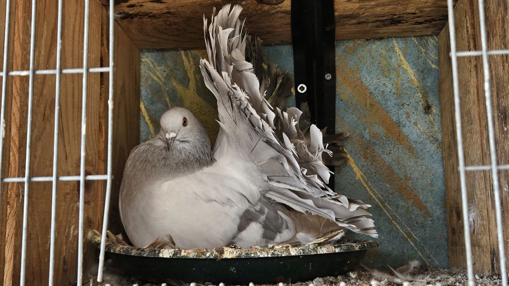 Pombas, pombos papo de Pomerânia, cabeleireira, cambalhota port