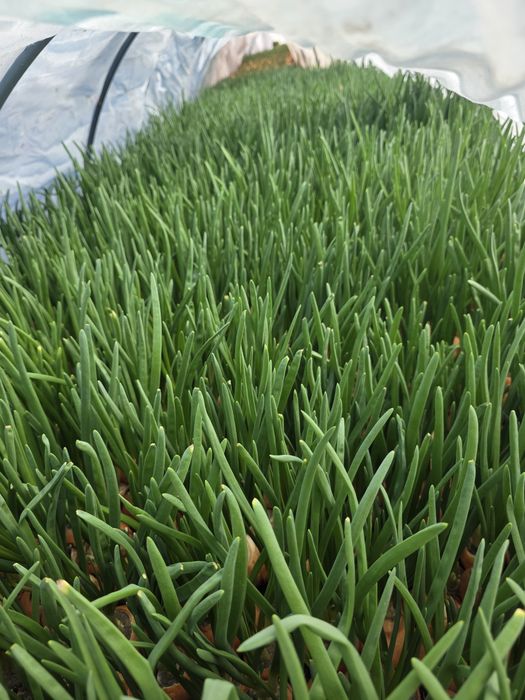 Зелена цибуля, перо.